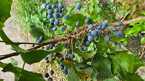20250627_161944 Mahonia faux houx